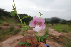 Sesamum laciniatum